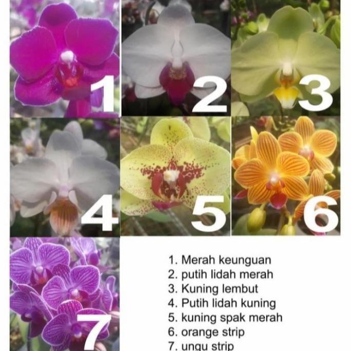 PROMO Bibit Anggrek Bulan Mini (dewasa siap berbunga)