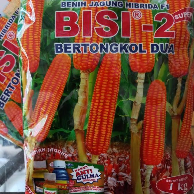 PROMO Bisi-2 ( Bisi2 / Bisi 2 ) 1 Kg Benih Jagung Hibrida Tongkol Dua