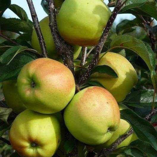 PROMO Tanaman Bibit Apel Wanglin Super Manis