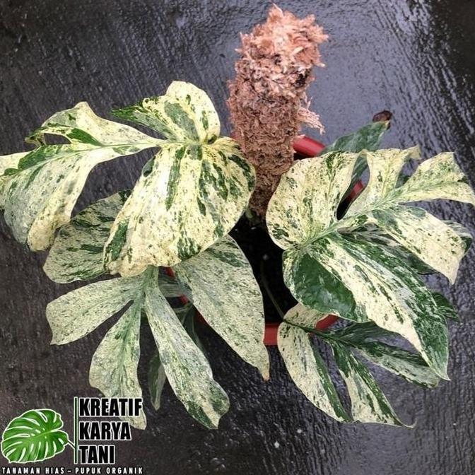 Indah- Tanaman Hias Amydrium Zippelianum Varigata - Amydrium Varigata