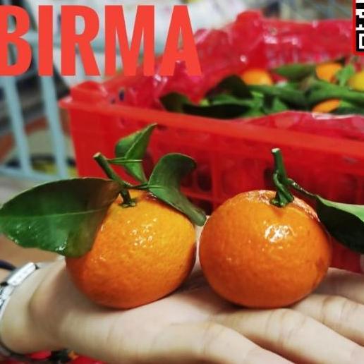 Frutexz- Buah Jeruk Kecil Santang Madu Birma Manis Imlek Sincia Shantang