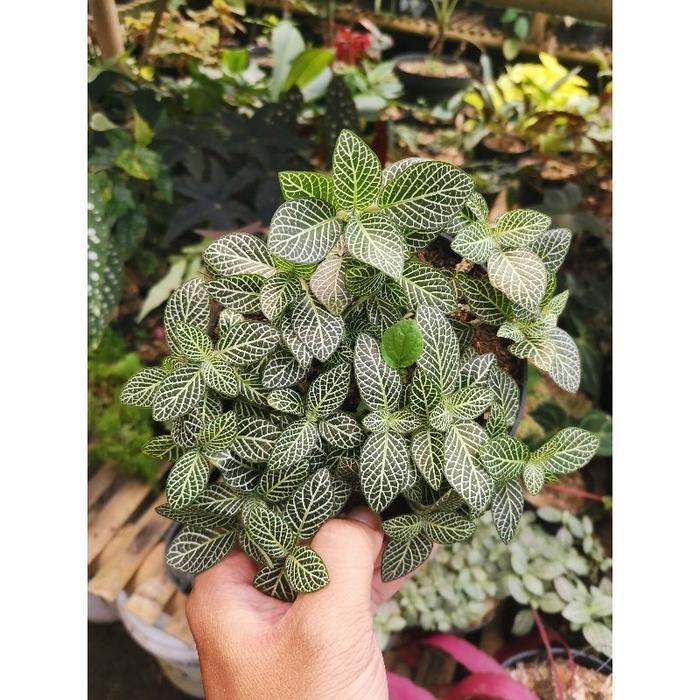 (Terbaru) Fittonia Mini White Vein / Fitonia Putih Kecil / Pittonia Mutiara Mini Bestseller