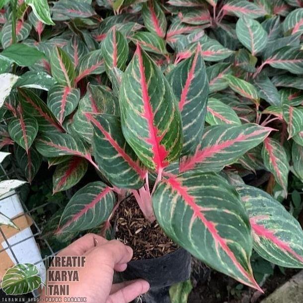 Gardendrm- Tanaman Hias Aglonema Red Borju - Aglonema Red Borju
