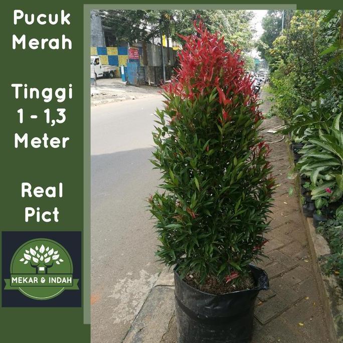Tanaman PUCUK MERAH BESAR sudah rimbun banget, pucuk merah