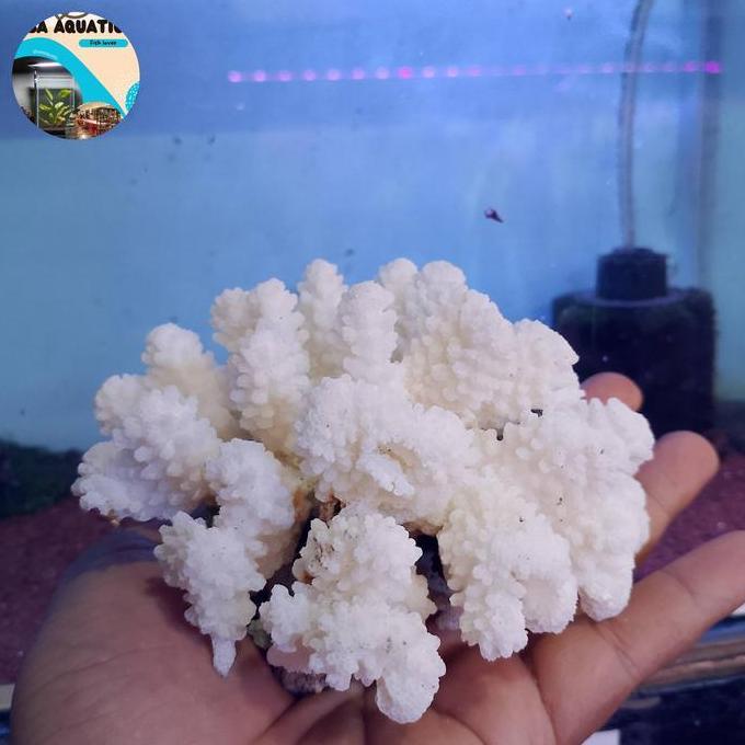 Karang laut terumbu karang putih hiasan aquarium