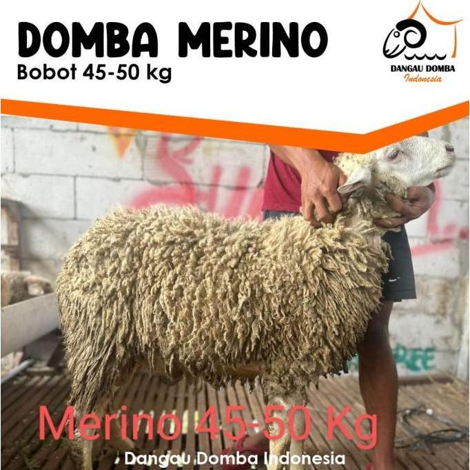 Terlaris Hewan Kurban Jenis Domba Merino Small Size By Dangau Domba Indonesia