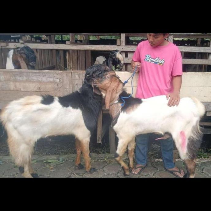 Terlaris Hewan Kurban Jantan Domba/Kambing Grade B