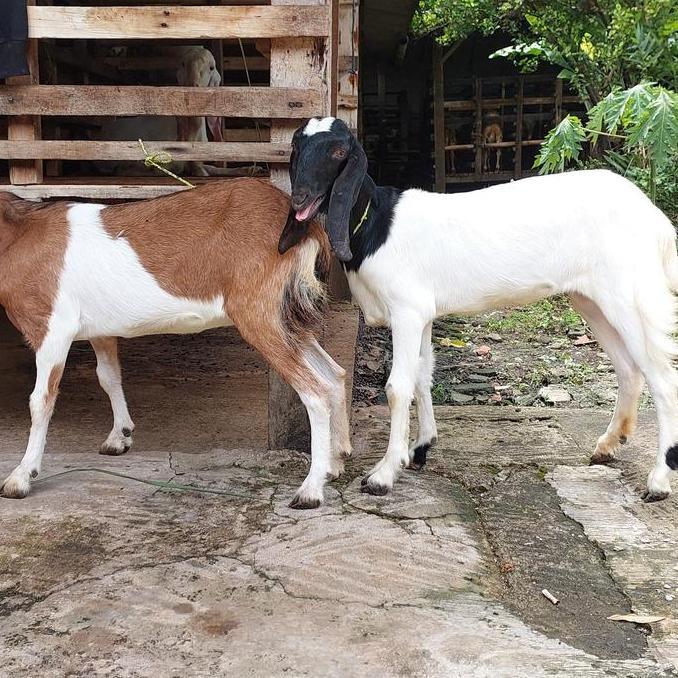 Terlaris 2 Ekor Kambing Dan Domba Istimewa Untuk Aqiqah, Qurban, Dan Pelihara / Kambing Aqiqah Dan Q