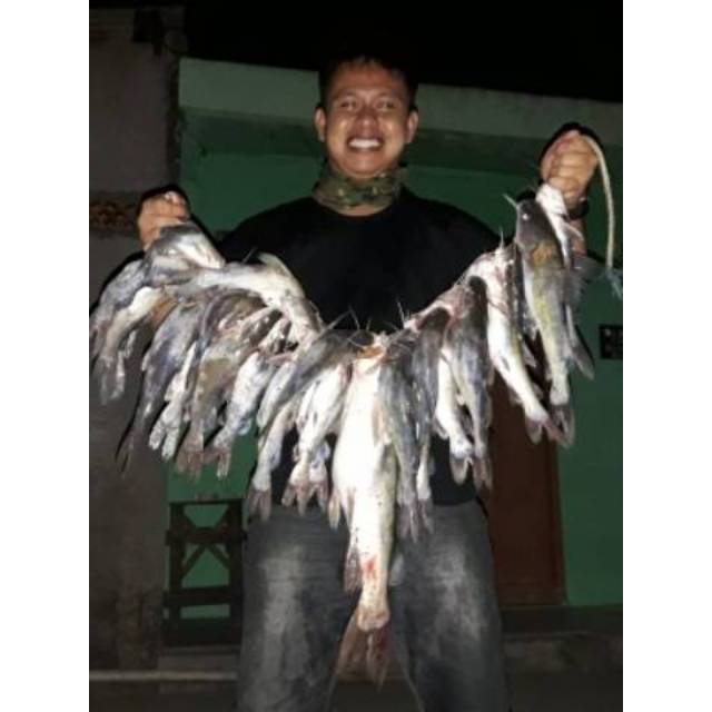 TERLARIS (COD) Umpan Kucur Ryan Fernandez 1 Kg