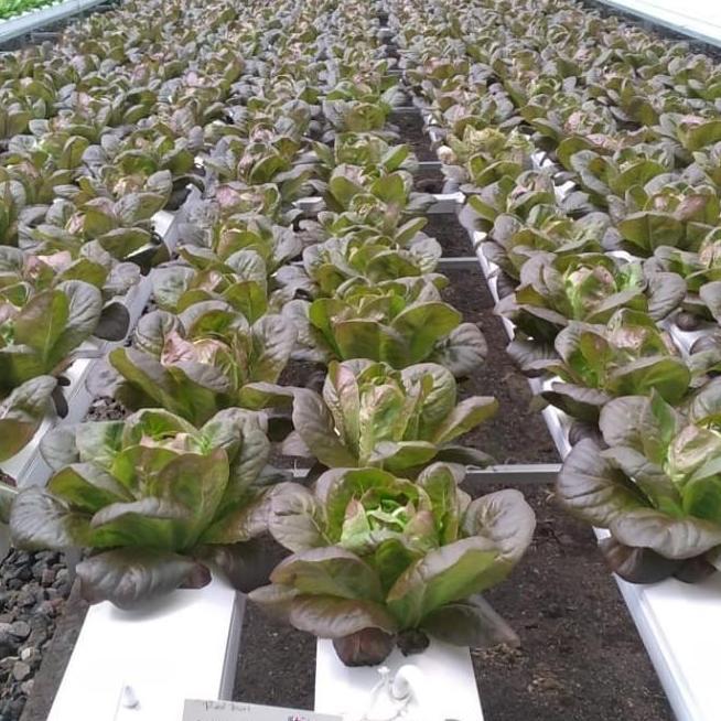 Gully Hidroponik 1 Meter - Merk GH (Gully Hydroponic)