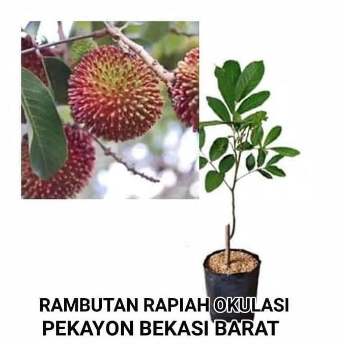 Bibit Rambutan Rapiah Okulasi Cipelat Rambutan Gundul Pekayon Bekasi