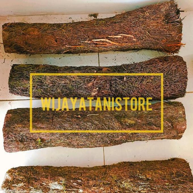 Turus Pakis Anggrek 50CM | Pohon Pakis | Media Tempel Anggrek