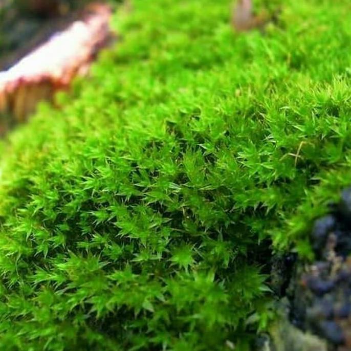 lumut hidup forest moss 1kg TERLARIS