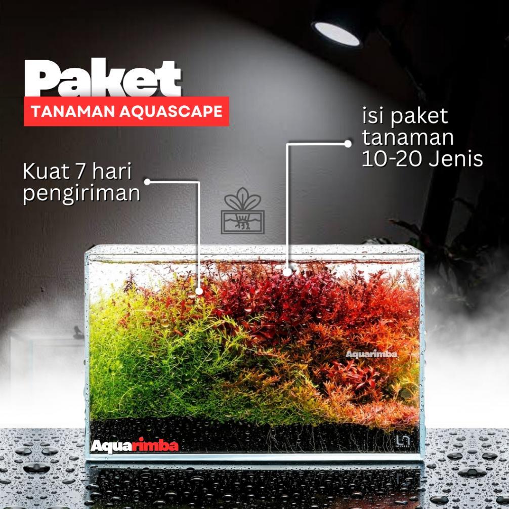 [ZGR] Paket Dutch Style  ( Tanaman Aquascape Tumbuhan Air Hidup Hiasan Dekorasi Pohon Rumput Aquariu
