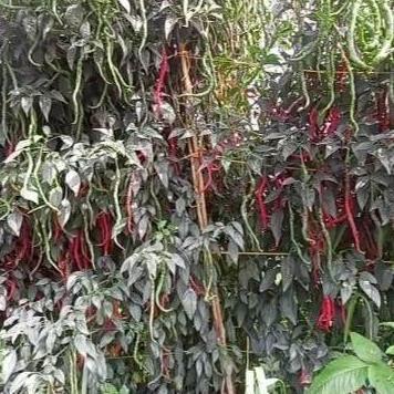 Benih Cabe Merah Keriting Tinggi 2 meter LOKAL LEGUM 10 Gram - CMK LOKAL LEGUM - Bibit Cabai siboras
