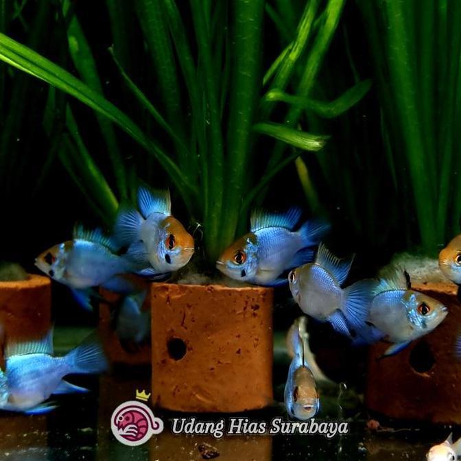 Ramirezi Blue Elektrik Balon / Ikan Hias Aquascape