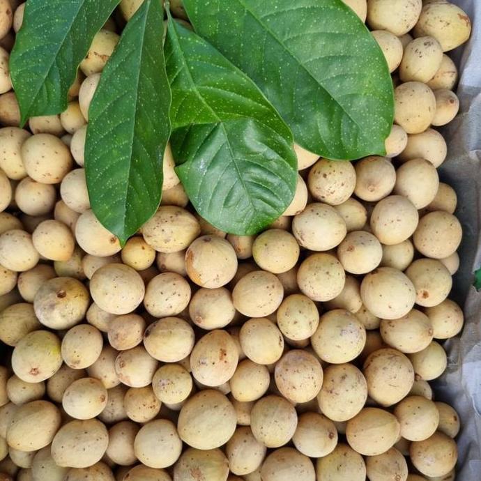 Frutiforti- Duku | Duku Manis | Duku Madu | Duku Pontianak