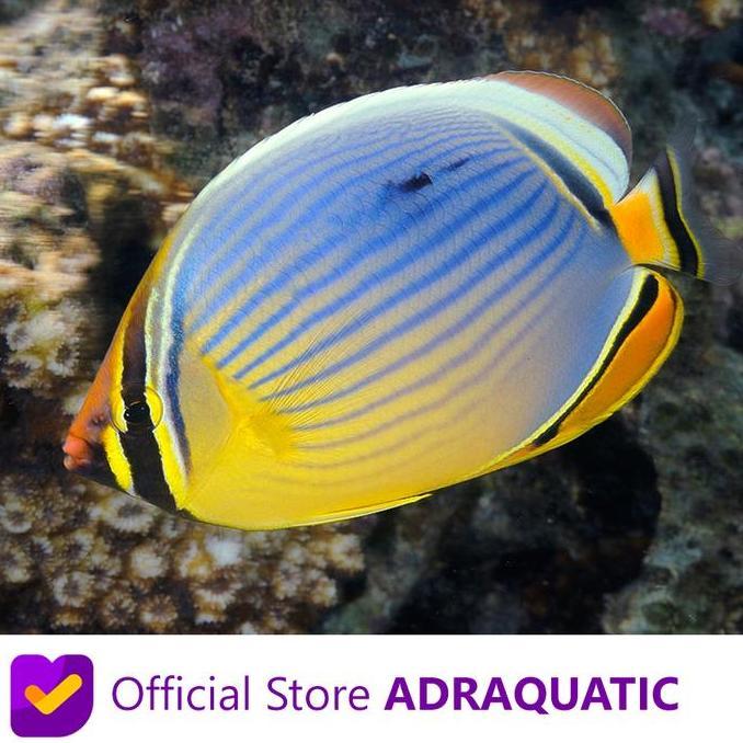 IKAN HIAS AIR LAUT KEPE ROTI MELON BUTTERFLYFISH CHAETODON