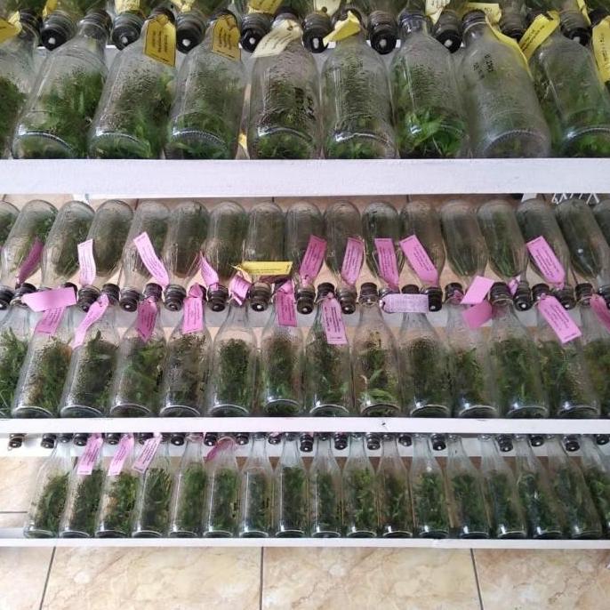 Allthebest- bibit bunga anggrek bulan warna mix dalam botol