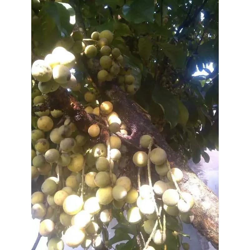 Bibit Duku Palembang Tanpa Biji Cangkok 50Cm