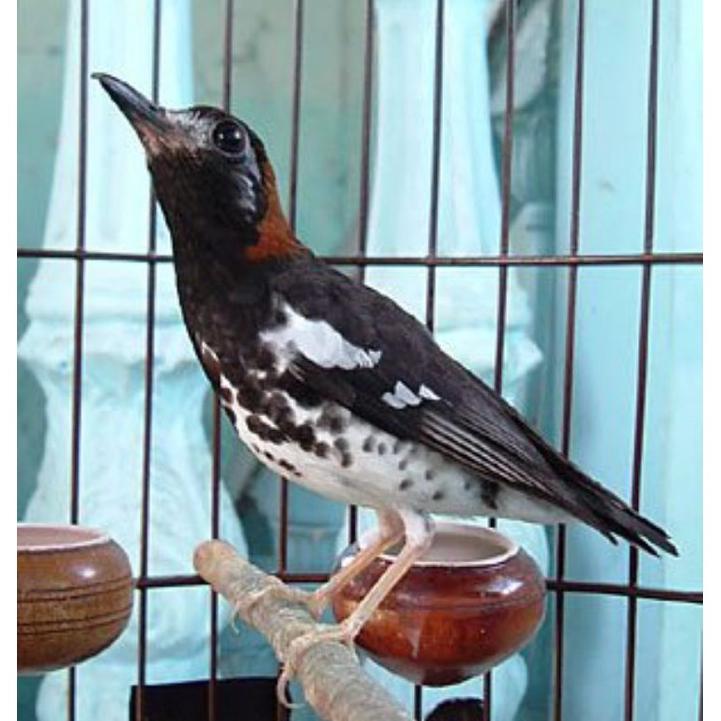 [SF] Burung Anis Kembang Jantan Ring Jinak