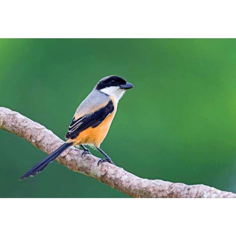 [SF] Burung Pentet Jawa Timur Mulus Sehat Gemuk