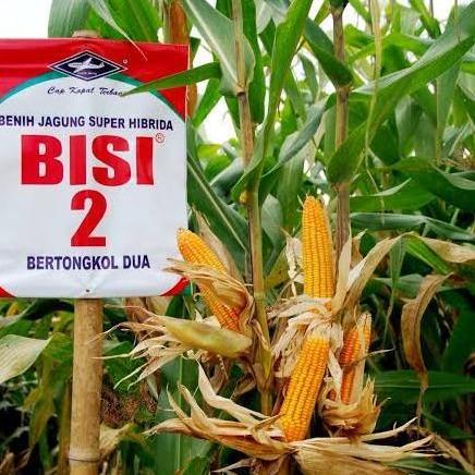 Benih Bibit Jagung Hibrida BISI 2 Tongkol Dua Original 1 Kg IQB