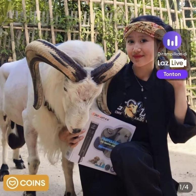 -VY- mesin cukur domba garut baorun s1