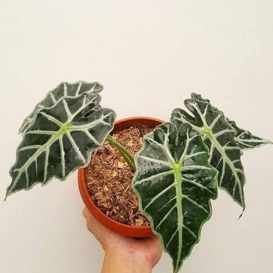 Tanaman Hias Alocasia Parasol Tanaman Hidup Caladium Alokasia Parasoll