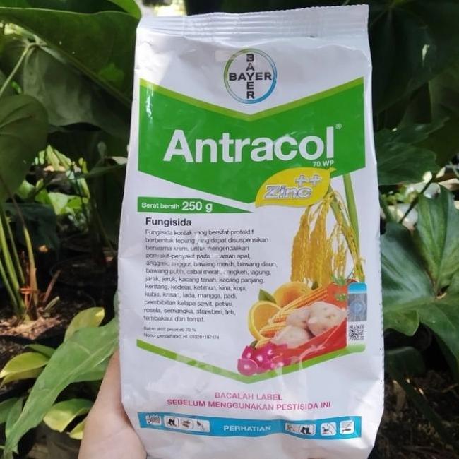 ANTRACOL FUNGISIDA / OBAT JAMUR TANAMAN