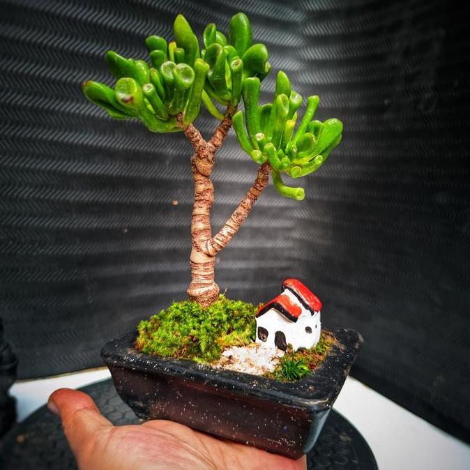 Bonsai Mini Cocok Untuk Indoor Bonsai Crasulla Gollum Real Karakter Free Rumah Miniatur