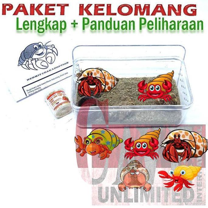 Playing- Paket Edukasi Mainan Anak Kelomang Keong Kumang Umang Kecil Mini
