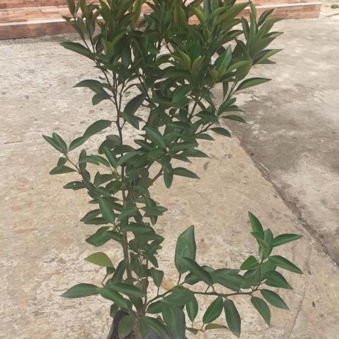 pohon jeruk santang madu bibit pohon jeruk santang madu