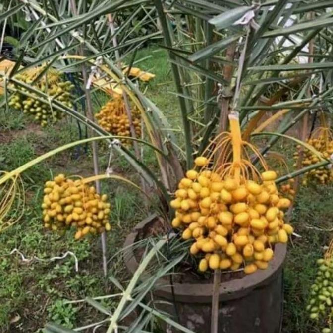 tanaman kurma ajwa pohon