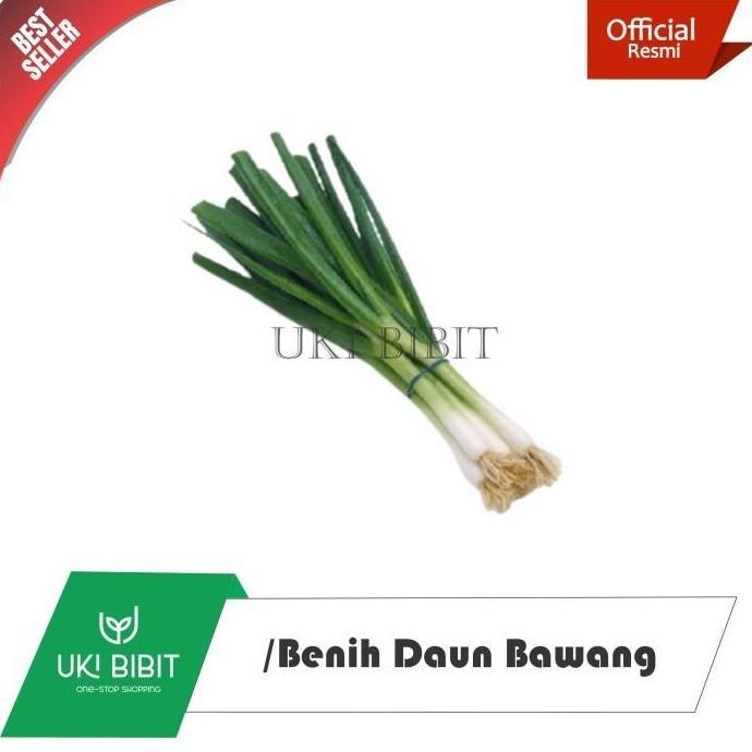 ( 100 Gram ) Benih Biji Daun Bawang Dataran Rendah | Bawang Daun | Allium Fistulosum