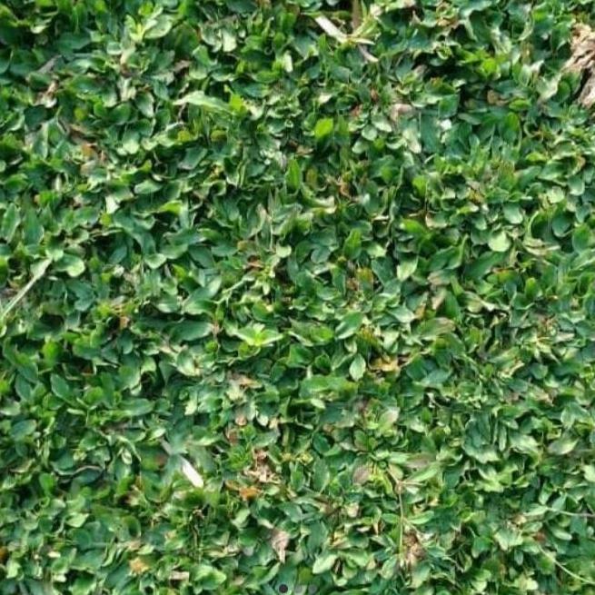 Rumput Gajah / Rumput Gajah Mini