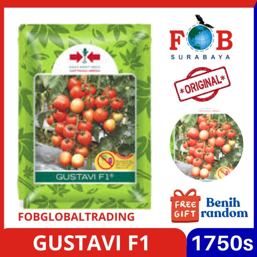 BENIH TOMAT GUSTAVI 1750BUTIR MEREK PANAH MERAH