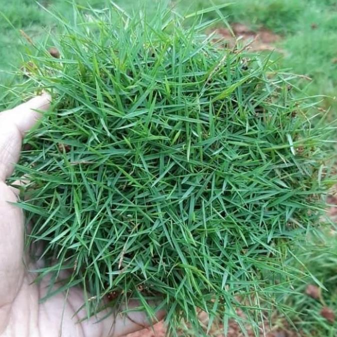 rumput Jepang 1 meter persegi