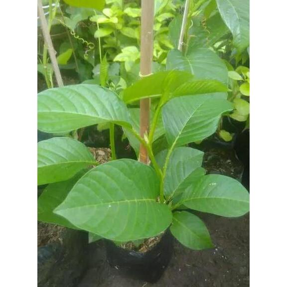 Bibiy pohon buah erbis