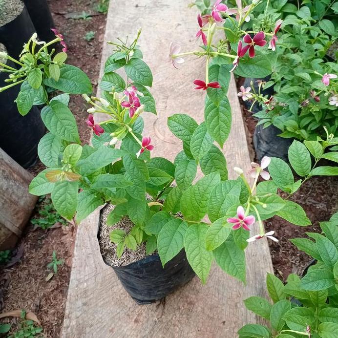 tanaman melati belanda sudah berbunga rimbun