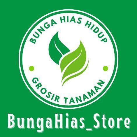 PAKET LENGKAP Bambu Hoki + Vas Kaca Free Batu Hias Aesthetic Hiasan Meja Tanaman Indoor Bambu Hoki H