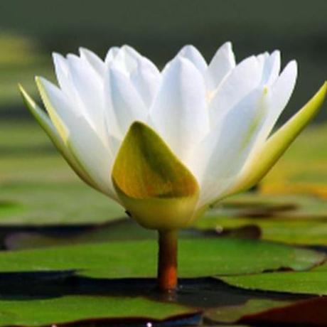 tanaman bunga teratai putih