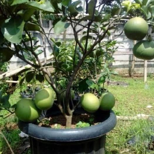 bibit jeruk Bali pamelo pohon jeruk Bali buah jeruk bali