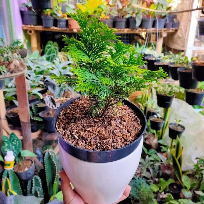 Bonsai Cemara kipas bonsai alami bahan karakter