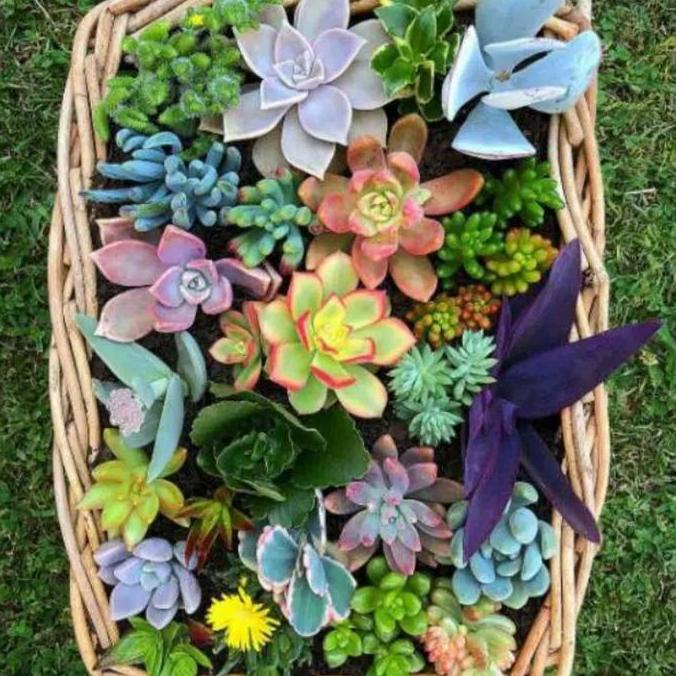 Paket 30 Buah Tanaman Hias Kaktus Sukulen Mini Dekorasi Rumah Cantik