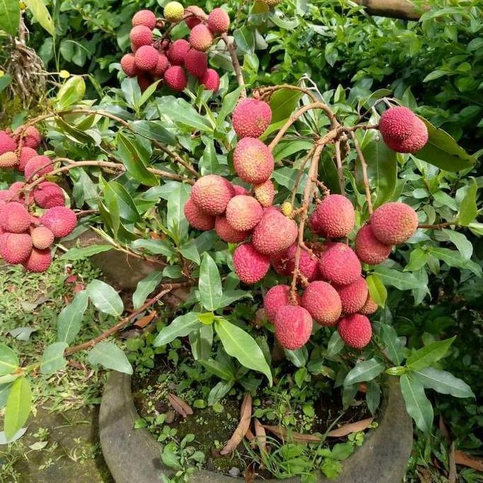 bibit tanaman leci merah cangkok rimbun asli siap bunga