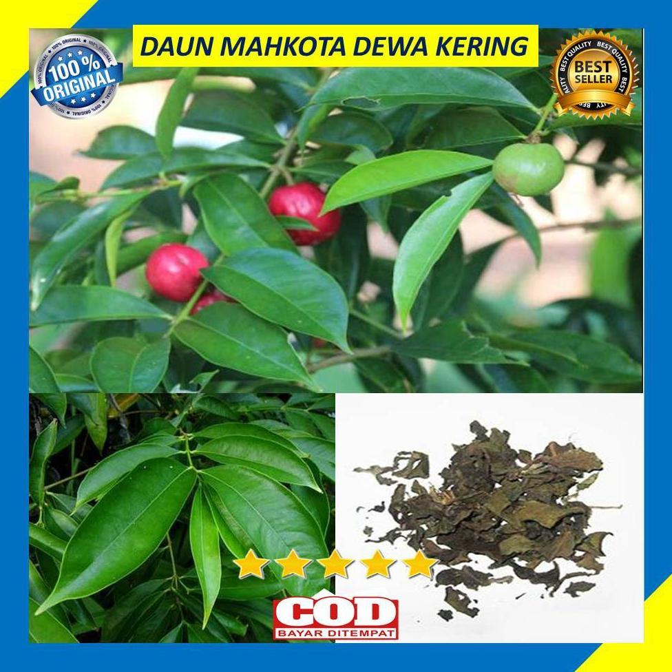 Daun Mahkota Dewa Kering 100 Gram Obat Herbal