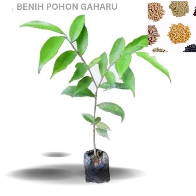 Benih Pohon Gaharu (Bbt Pohon Gaharu)-Kayu Wangi Surgawi