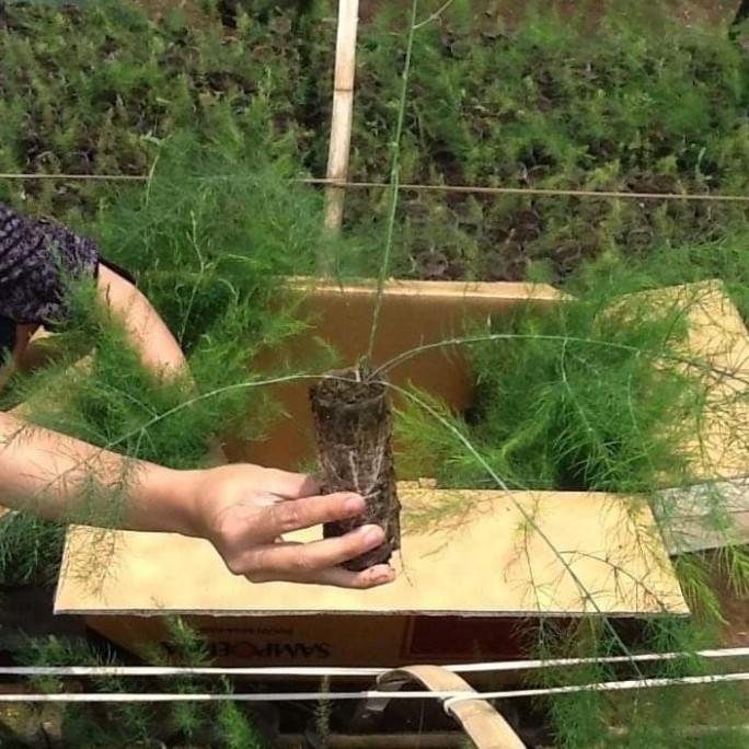bibit asparagus siap tanam
