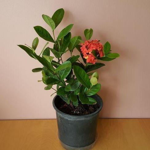 tanaman hias asoka hawai merah - soka daun besar